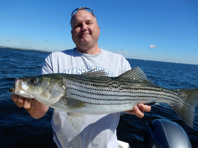 Merrimack River striper caught by Dave Barry